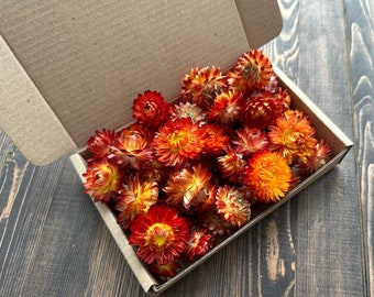 25 Strawflower Heads,  Resin Dried Flowers, Orange Red Helichrysum,Craft supply Home decor, Weddings decor, Bowl flowers,
