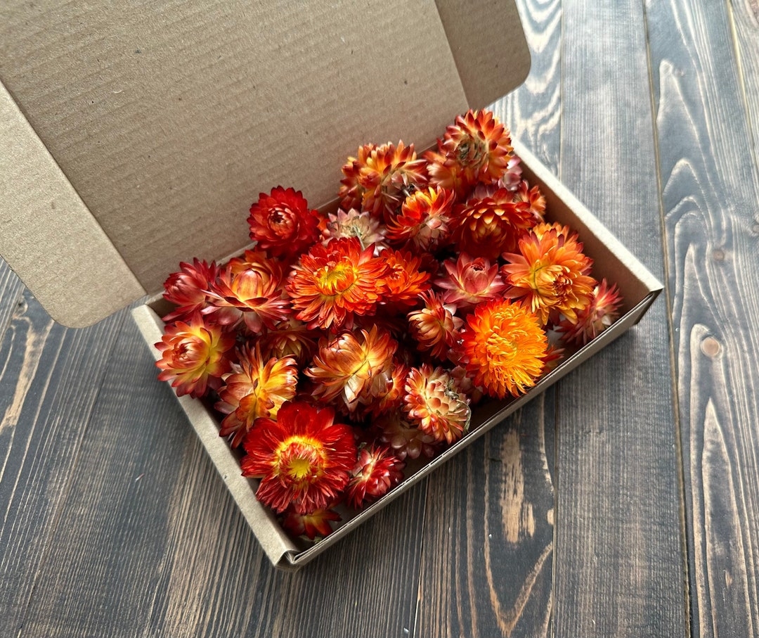 25 Strawflower Heads Resin Dried Flowers Orange Red Etsy