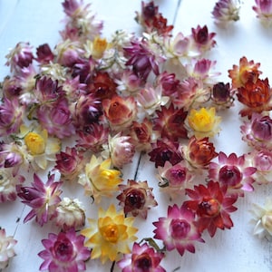 Piccole teste di fiori di paglia, colori misti, piccoli fiori di paglia, misure assortite da 1/2 a 3/4", candela di fiori secchi, piccoli fiori per resina, fai da te