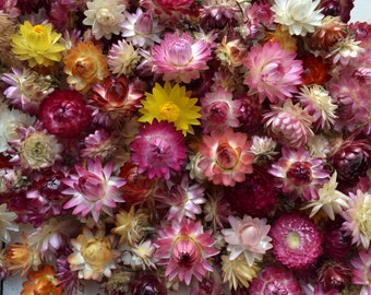 Têtes de fleurs de paille séchées, Mélange de couleurs, Tailles assorties 3/4 à 1 1/2", Fleur sèche pour résine, DIY