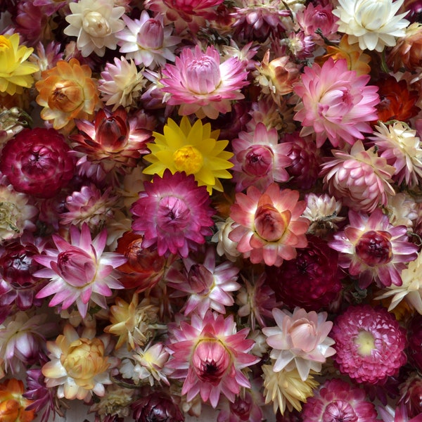 Dried strawflower heads, Mix color, Assorted sizes 3/4 to 1 1/2", Dry flower for resin, DIY