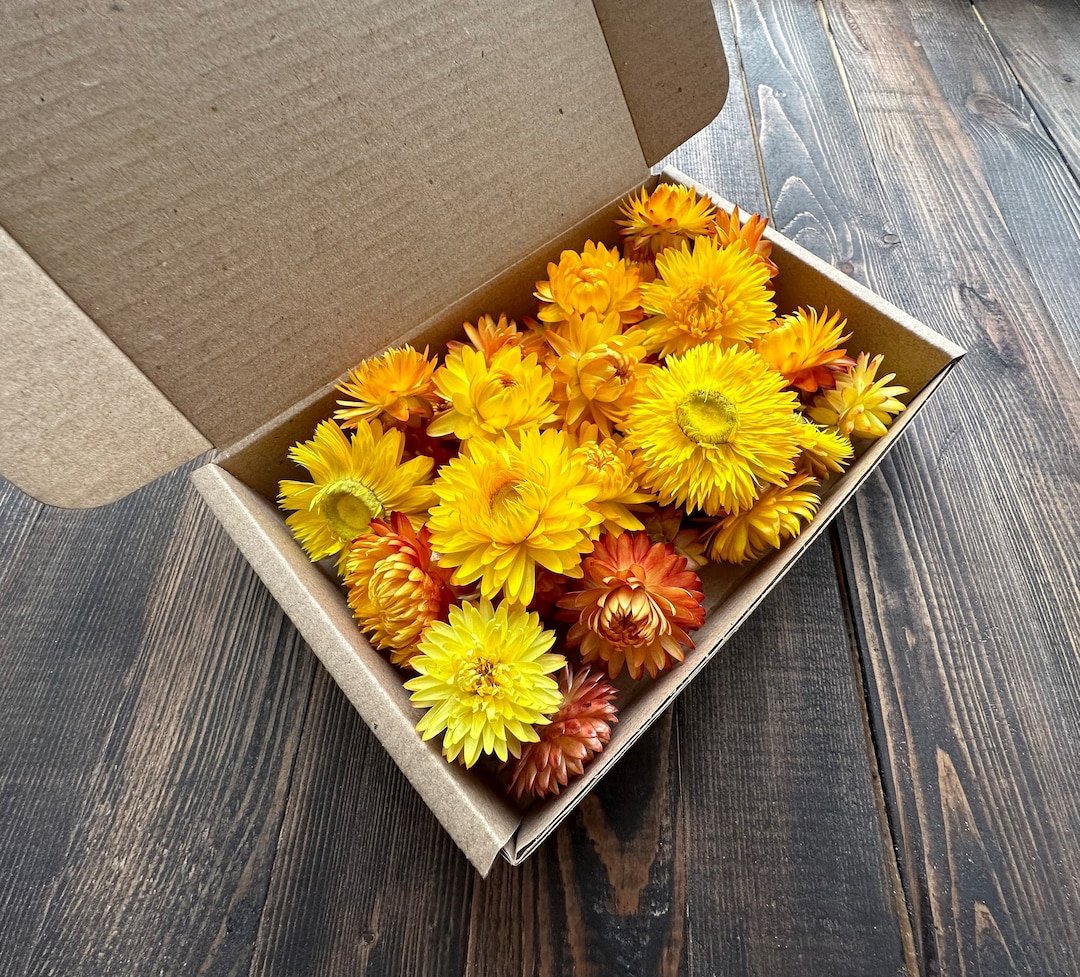 25 Yellow Strawflower Heads Resin Dried Flowers Craft Supply Etsy