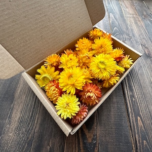 25 gelbe Strohblumen Köpfe, Resin Getrocknete Blumen, Bastel Bedarf Wohnkultur, Hochzeitsdeko, Schüssel Blumen,