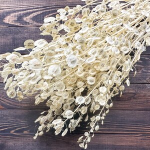 Puede incluir: Un ramo de Lunaria seca, tambi&eacute;n conocida como moneda del Papa, con delicadas vainas transl&uacute;cidas. Los tallos y las vainas son de un color blanco crema, sobre un fondo de madera marr&oacute;n oscuro.