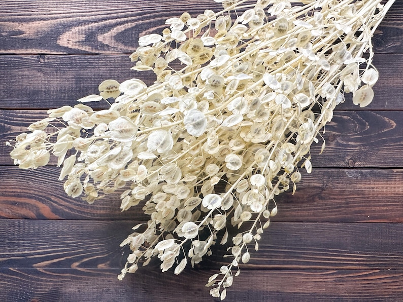 Puede incluir: Un ramo de Lunaria seca, tambi&eacute;n conocida como moneda del Papa, con delicadas vainas transl&uacute;cidas. Los tallos y las vainas son de un color blanco crema, sobre un fondo de madera marr&oacute;n oscuro.