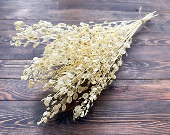White Dried Penny Cress, Thlaspi Arvense Preserved flowers, Dried Flower Bouquet , Natural Decor, Rustic Decor