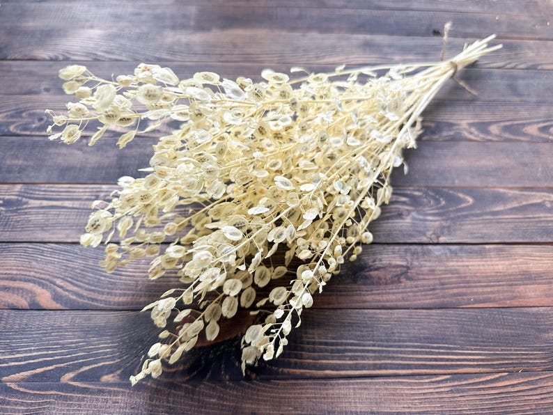 Puede incluir: Un ramo de Lunaria seca, tambi&eacute;n conocida como moneda del Papa, con delicadas vainas redondas. Los tallos est&aacute;n atados con hilo. El arreglo se presenta sobre un fondo de madera oscura, creando una est&eacute;tica natural y r&uacute;stica.