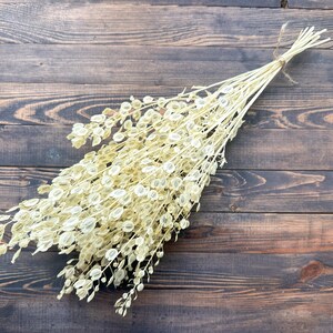 Puede incluir: Un ramo de Lunaria seca, tambi&eacute;n conocida como moneda del Papa, atado con hilo. Las delicadas y transl&uacute;cidas vainas de semillas son de color blanco crema, y los tallos son de color beige claro. El arreglo descansa sobre una superficie de madera marr&oacute;n oscuro.