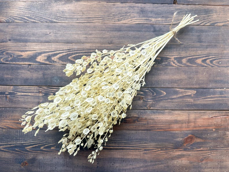 Puede incluir: Un ramo de Lunaria seca, tambi&eacute;n conocida como moneda del Papa, atado con hilo. Las delicadas y transl&uacute;cidas vainas de semillas son de color blanco crema, y los tallos son de color beige claro. El arreglo descansa sobre una superficie de madera marr&oacute;n oscuro.