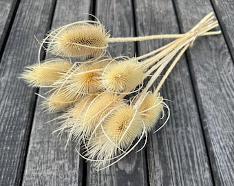 Könnte beinhalten: Ein Bund getrockneter Kardenblüten mit stacheligen, kegelförmigen Samenkapseln in einem blassen Gelbton. Die Stiele sind zusammengebunden und erzeugen eine natürliche, rustikale Ästhetik. Die Anordnung befindet sich auf einer verwitterten, grauen Holzoberfläche.