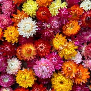 Cabezas de flor de paja secas, colores variados, tamaños surtidos de 3/4 a 1 1/2", flor seca para resina, bricolaje