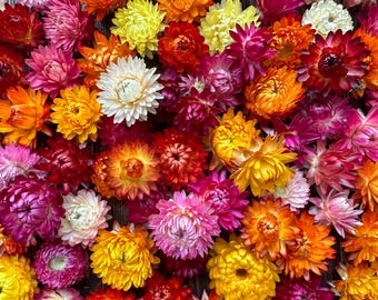 Dried strawflower heads, Mix color, Assorted sizes 3/4 to 1 1/2", Dry flower for resin, DIY