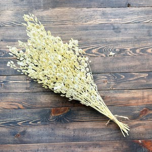 Puede incluir: Un ramo de tallos y vainas de Lunaria secas, de color amarillo p&aacute;lido, atados con hilo. El arreglo se encuentra sobre una superficie de madera oscura y texturizada, creando una est&eacute;tica natural y r&uacute;stica. Ideal para la decoraci&oacute;n del hogar.