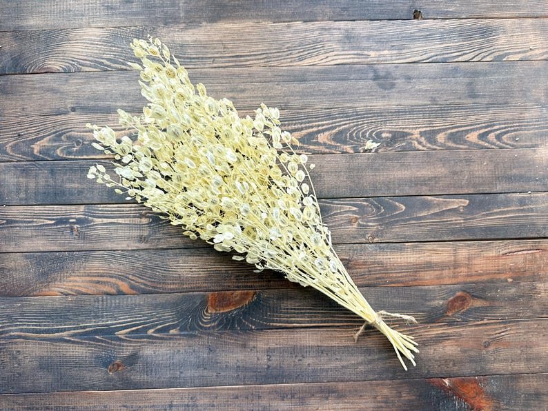 Puede incluir: Un ramo de tallos y vainas de Lunaria secas, de color amarillo p&aacute;lido, atados con hilo. El arreglo se encuentra sobre una superficie de madera oscura y texturizada, creando una est&eacute;tica natural y r&uacute;stica. Ideal para la decoraci&oacute;n del hogar.