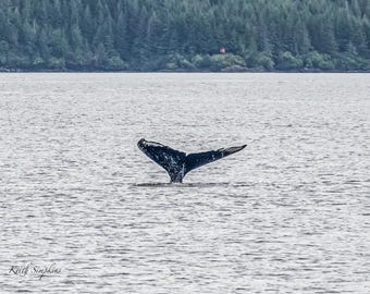 Whale Tail from Alaska Photo Print, Original Art Photograph, Landscape Photography