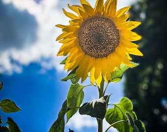 Sunflower Photo Print, Arizona Landscape Photography