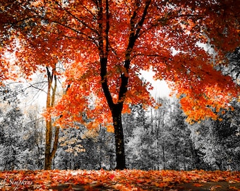 Fall in Greensboro, Color pop tree, Landscape Photography, Digital Art, Original Art Print