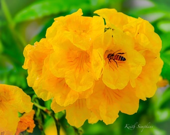 Bee Pollinating Yellow Flower, Original Art Photo Print