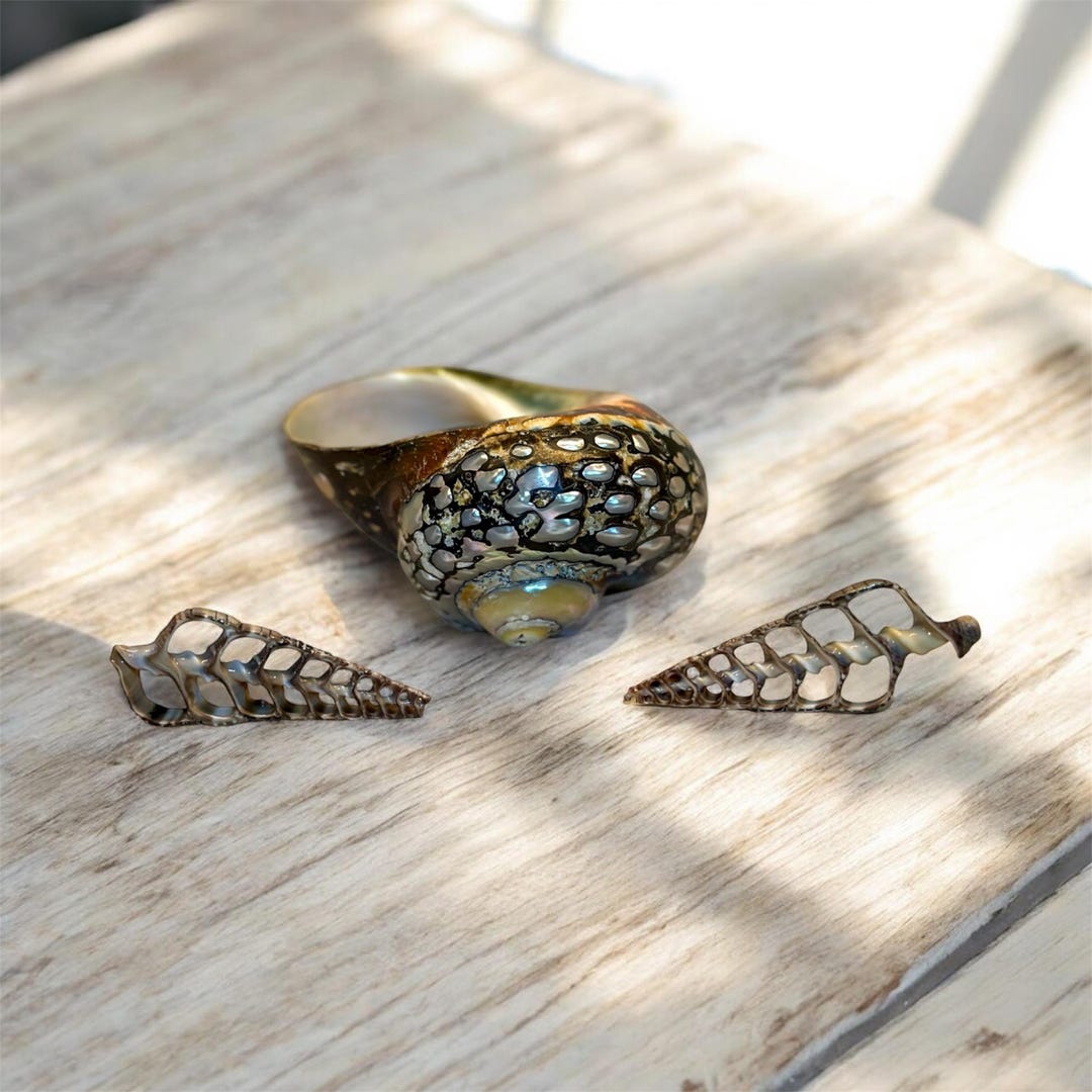 Rare Shellos Rare Seashell Bundle | Large Polished South African Seashell | Two ...