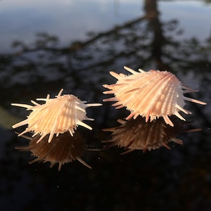 Imperial Thorny Oyster Seashell (Spondylus Imperialis)