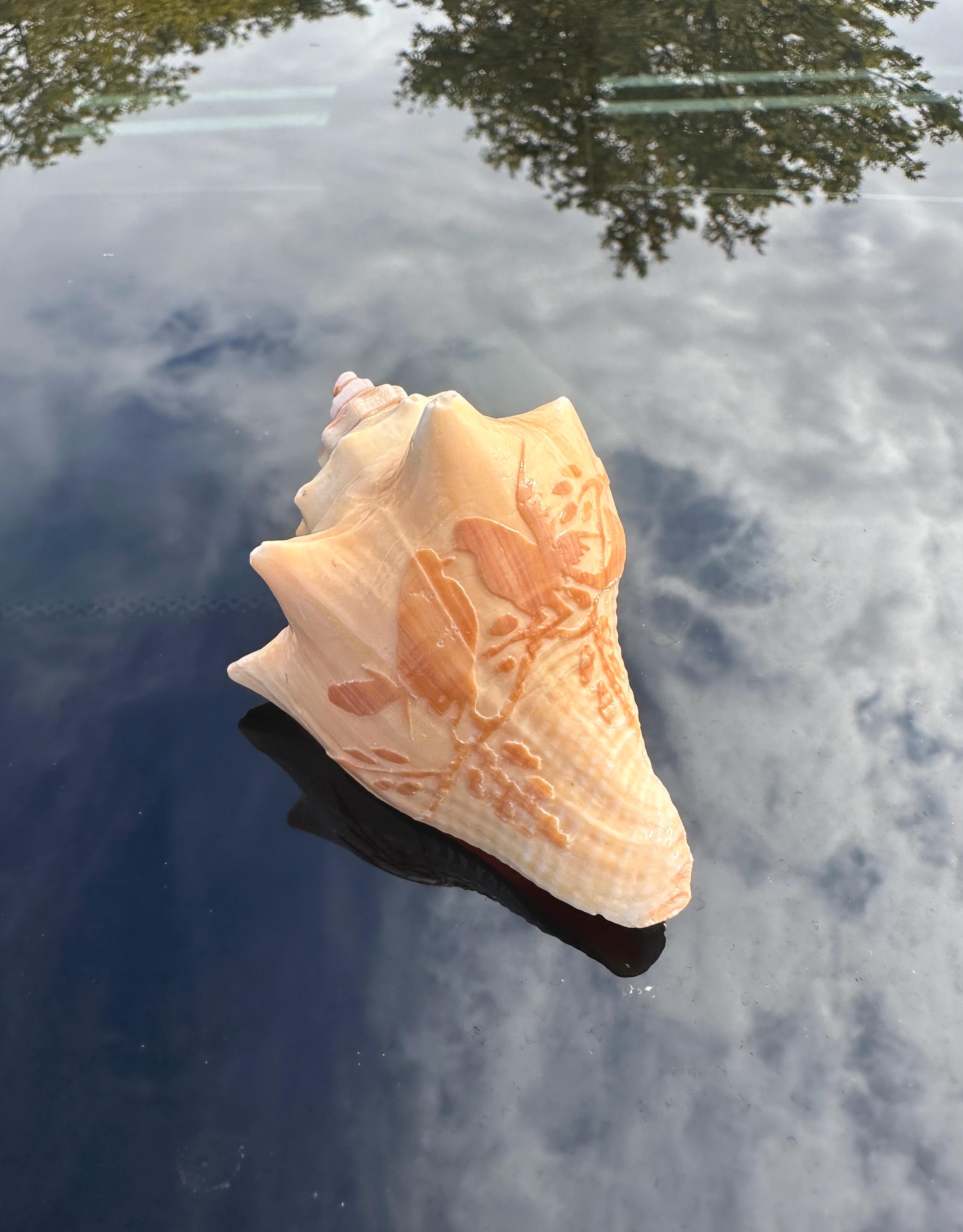 Carved Conch Shell - Love Birds Design - Etsy
