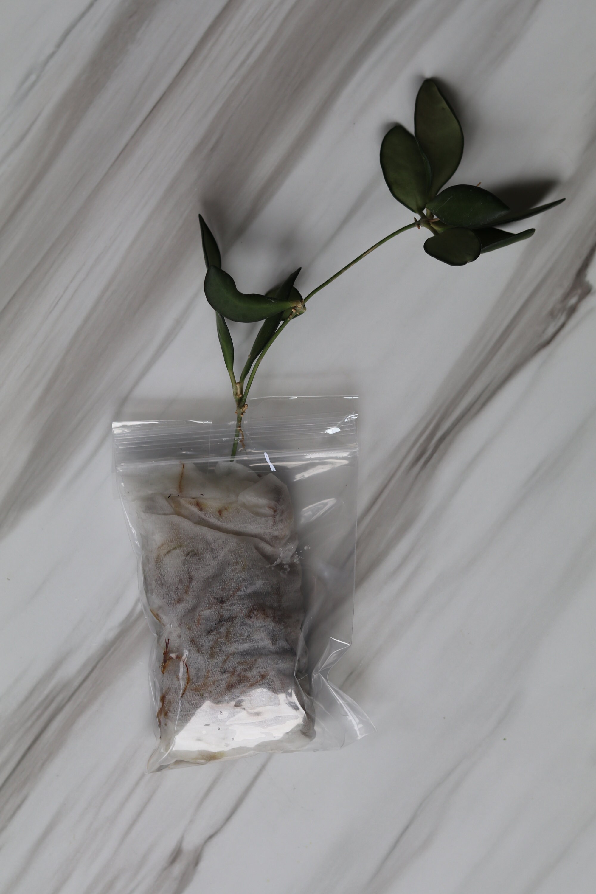 Hoya Bilobata Ds 70