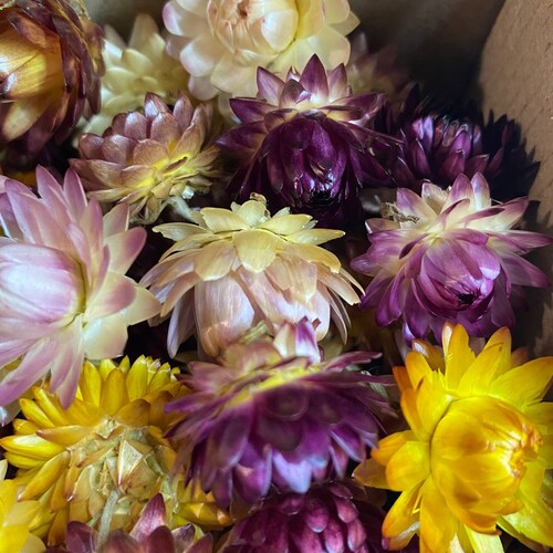 500 Organic Strawflower, Dried Flowers, Weddings decor cheapest set, flowers for epoxy