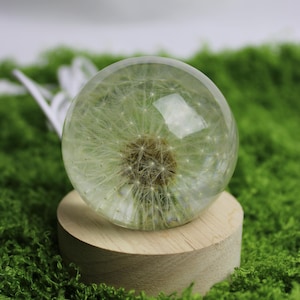 Dandelion night light, dandelion  paperweight, Home decor paperweight, Handmade Resin Art, Preserved Flower Gift