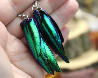 Real Beetle Wing Earrings: Iridescent Insect Jewelry