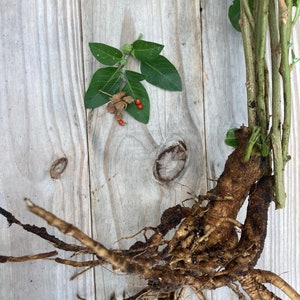 Ashwagandha seeds (Withania somnifera)