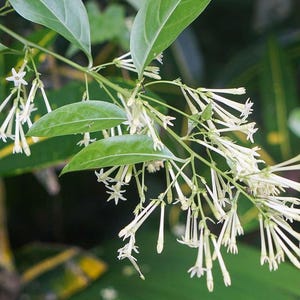 Night Blooming Jasmine Plant (Cestrum nocturnum) - Fragrant Outdoor Flowering Plant for Garden bild 2