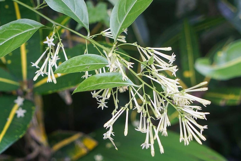 Night Blooming Jasmine Plant (Cestrum nocturnum) - Fragrant Outdoor Flowering Plant for Garden bild 2