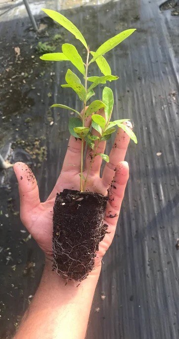 Java Plum Germination Java Plum Live Plant (jamun Plant) - Etsy