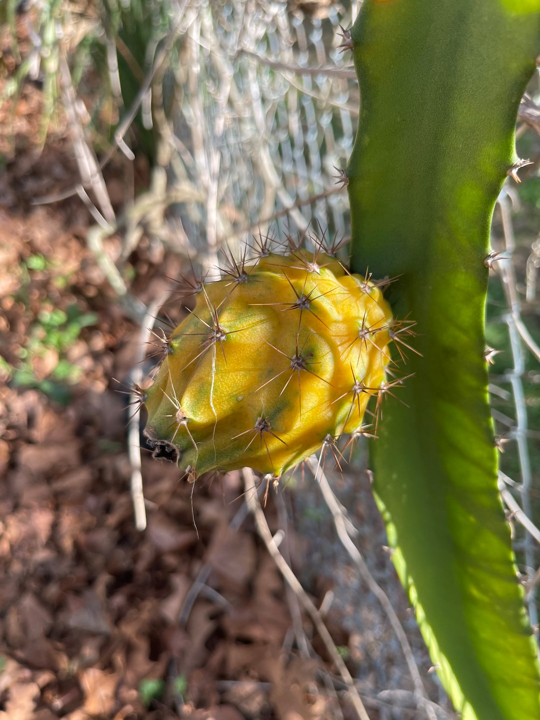 Yellow Dragonfruit Plants - Etsy