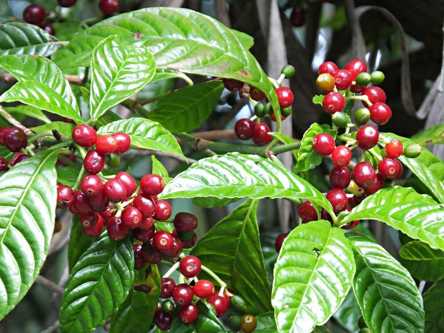 thumbnail image 2 of SeedHead 10 Coffea Arabica Seeds – Grow Your Own Indoor Coffee Bean Tree! 2 of 3