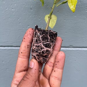 May include: A small plant with visible roots and soil is held in a hand. The plant has green and yellow leaves. The roots are a mix of white and brown, and the soil is dark. The background is a light blue wall.