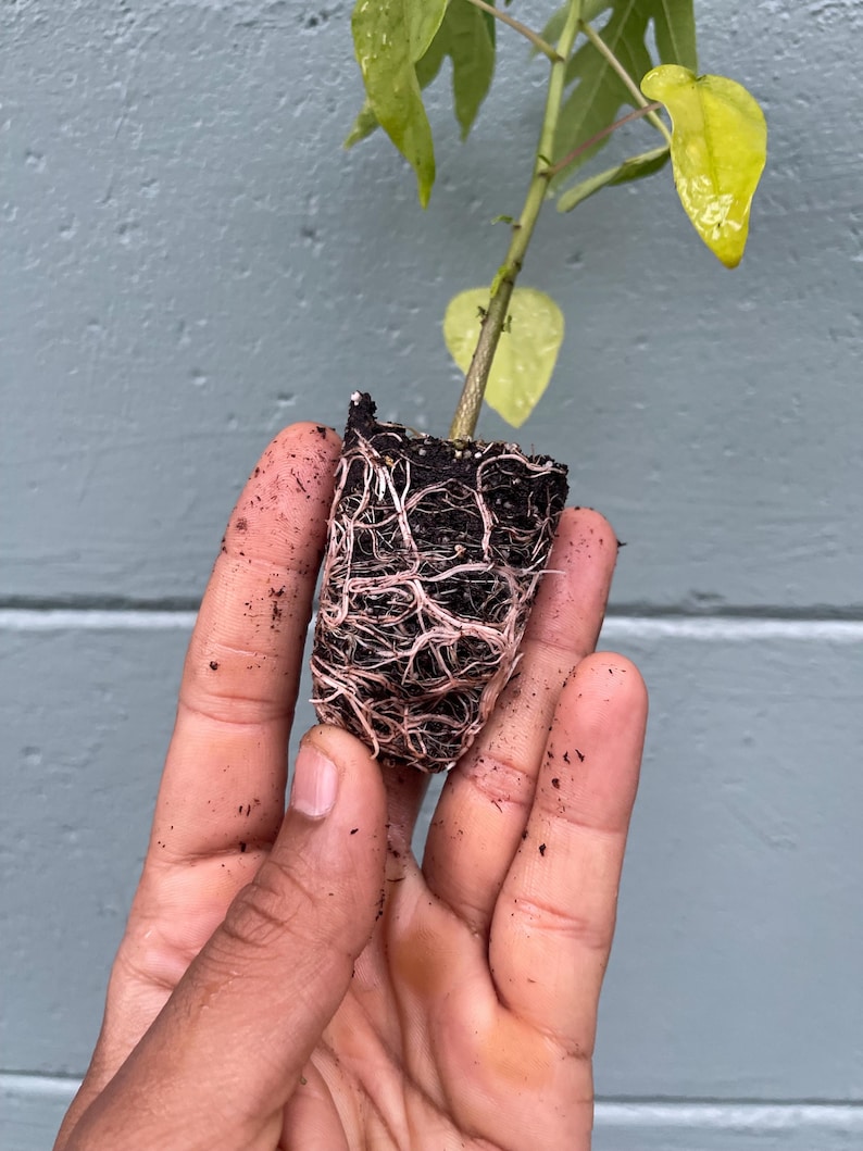 May include: A small plant with visible roots and soil is held in a hand. The plant has green and yellow leaves. The roots are a mix of white and brown, and the soil is dark. The background is a light blue wall.