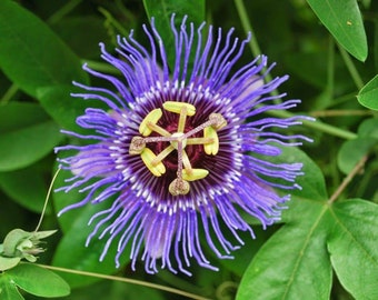 Native Passion Flower Passiflora incarnata live plant, butterfly garden pollinator plants