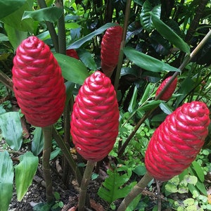 May include: A cluster of vibrant red ginger flowers with a cone-like shape, surrounded by green foliage. The flowers are in various stages of bloom, with a textured surface. The image captures a natural, botanical scene.