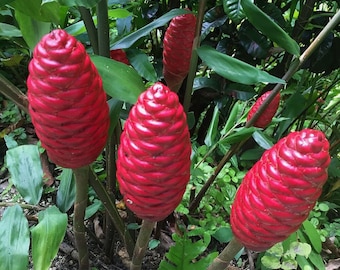 Shampoo Ginger (Awapuhi) - Zingiber Zerumbet