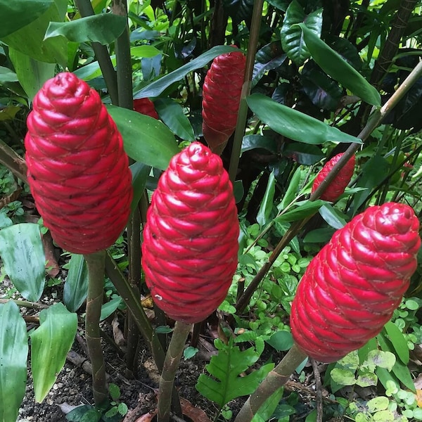 Shampoo ginger plants/ rhizomes