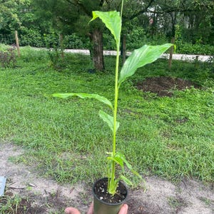 May include: A potted plant with large, green leaves and a tall, slender stem. The plant is in a dark green plastic pot, held in a hand. The background features green grass and trees.