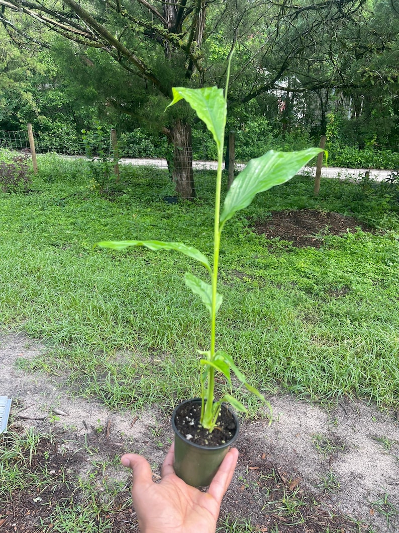 May include: A potted plant with large, green leaves and a tall, slender stem. The plant is in a dark green plastic pot, held in a hand. The background features green grass and trees.