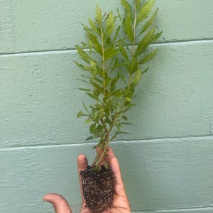 May include: A small green plant with long, thin leaves is held in a hand. The plant's roots are visible, surrounded by soil. The background is a light teal-colored wall with horizontal wooden planks.