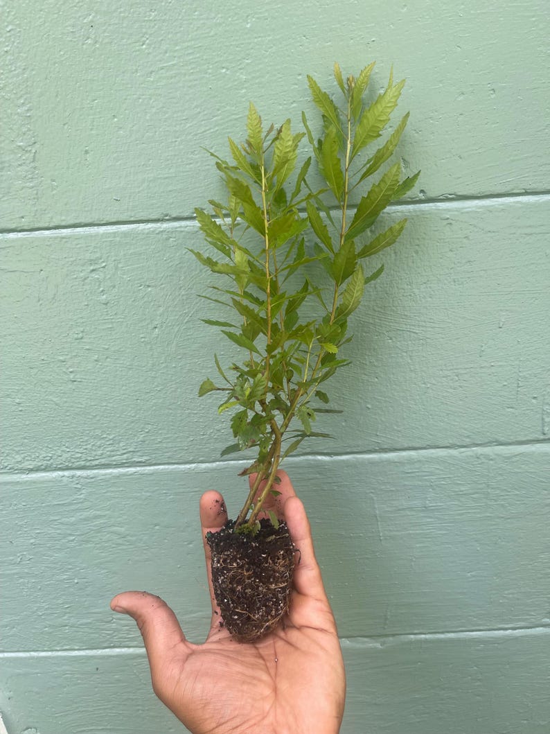 May include: A small green plant with long, thin leaves is held in a hand. The plant's roots are visible, surrounded by soil. The background is a light teal-colored wall with horizontal wooden planks.