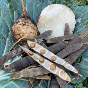 Jícama seeds