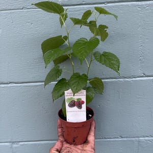 Dwarf everbearing Mulberry plants