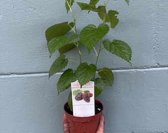 Dwarf everbearing Mulberry plants