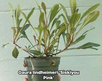 Gaura lindheimeri ‘Siskiyou Pink’ – Live Plant | Pink Beeblossom