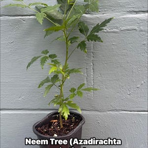 May include: A young Neem Tree (Azadirachta indica) with green, serrated leaves growing in a black plastic nursery pot filled with dark soil. The plant has a slender, upright stem and multiple branches extending outward from the center.
